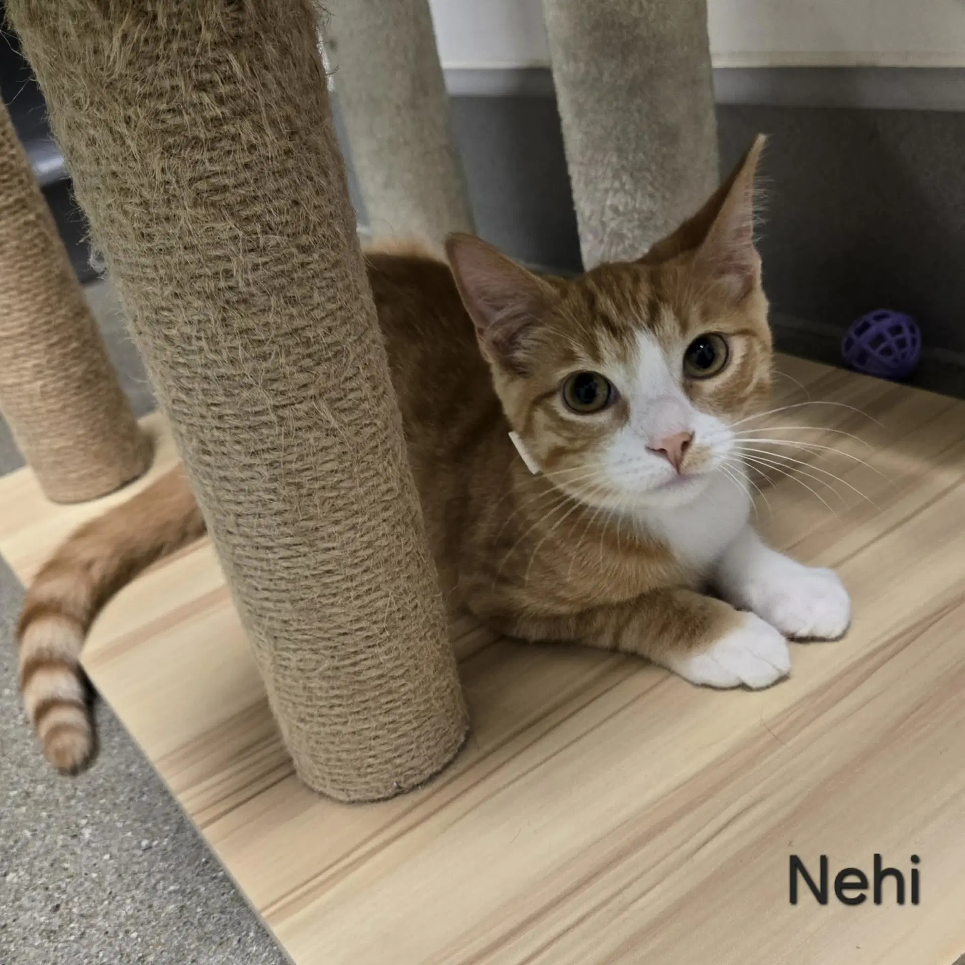 Nehi image 2