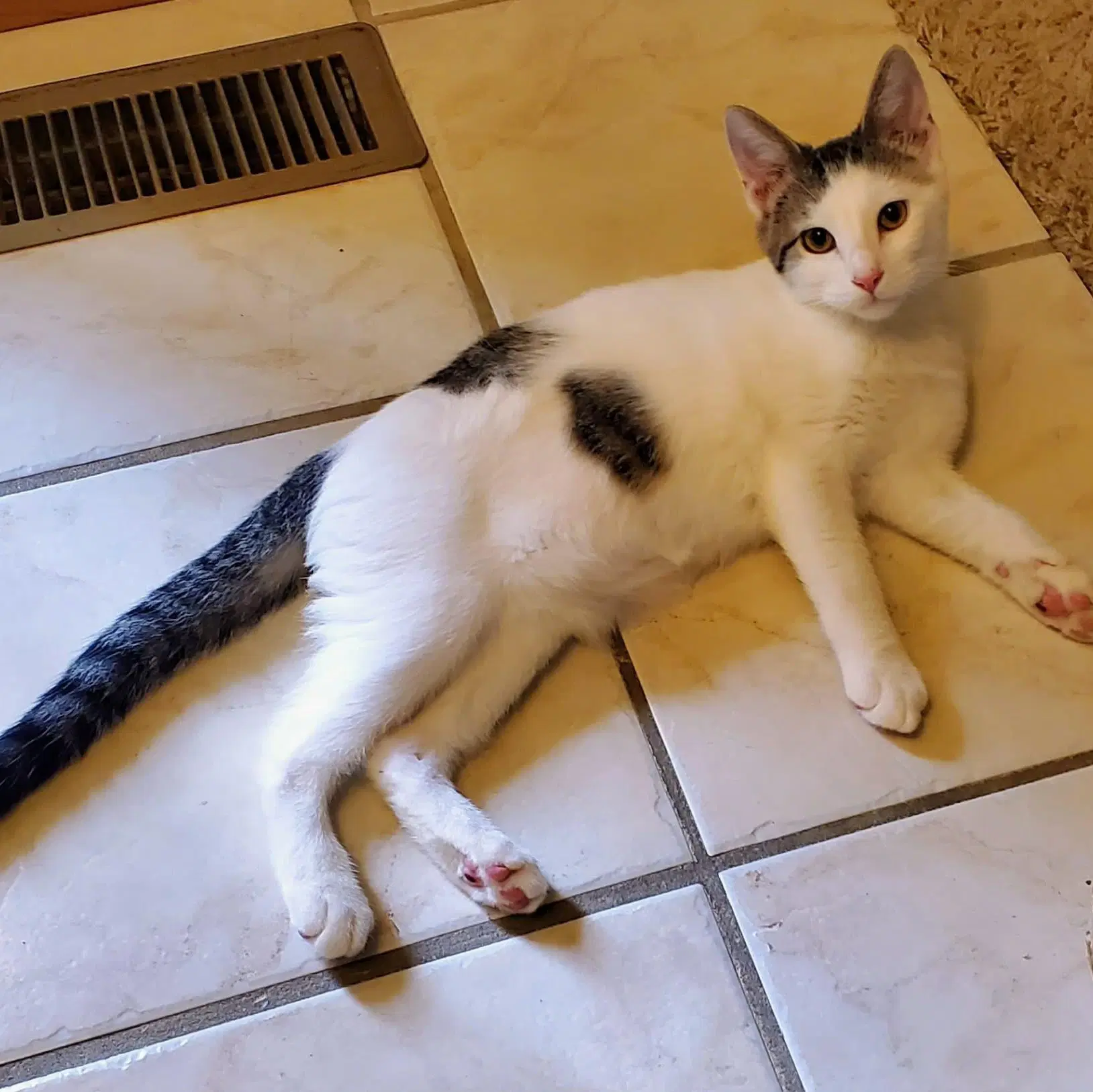 Storm - Domestic Short Hair