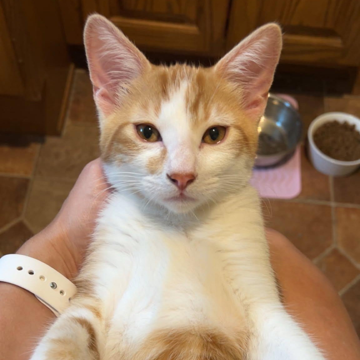 Pewee, Domestic Short Hair