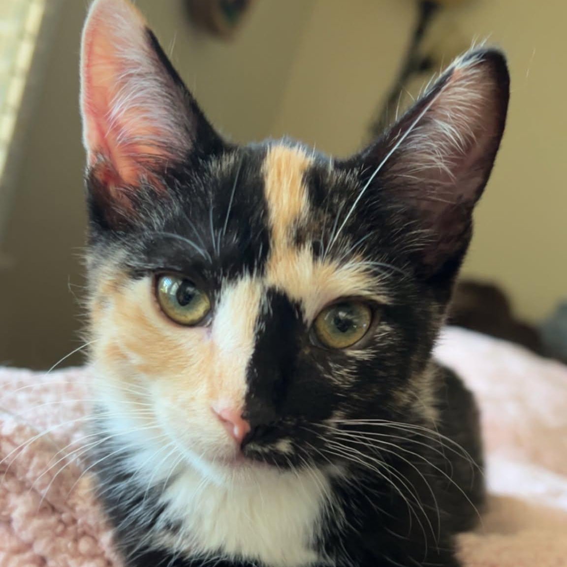 Phoebe, Domestic Short Hair