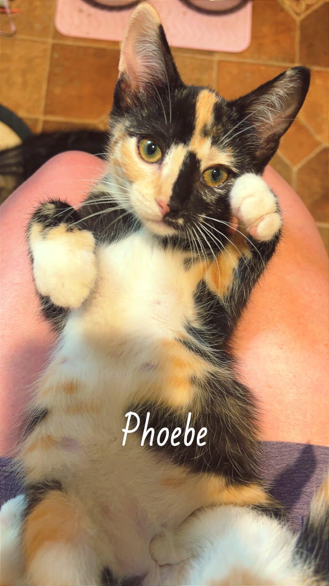 Phoebe, photo 2