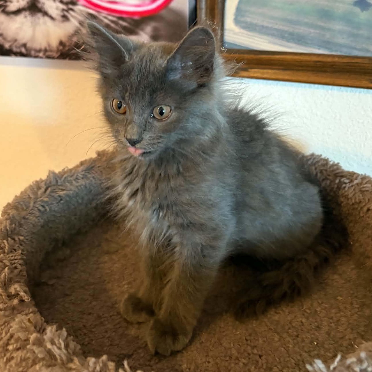 Ginny, Domestic Long Hair