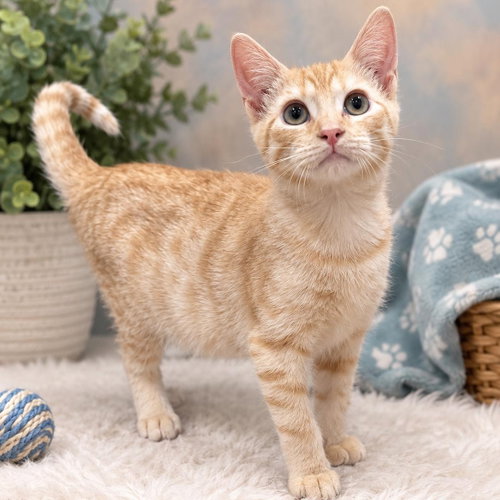 Gary, a cat for adoption from Pawsibilities Are Endless