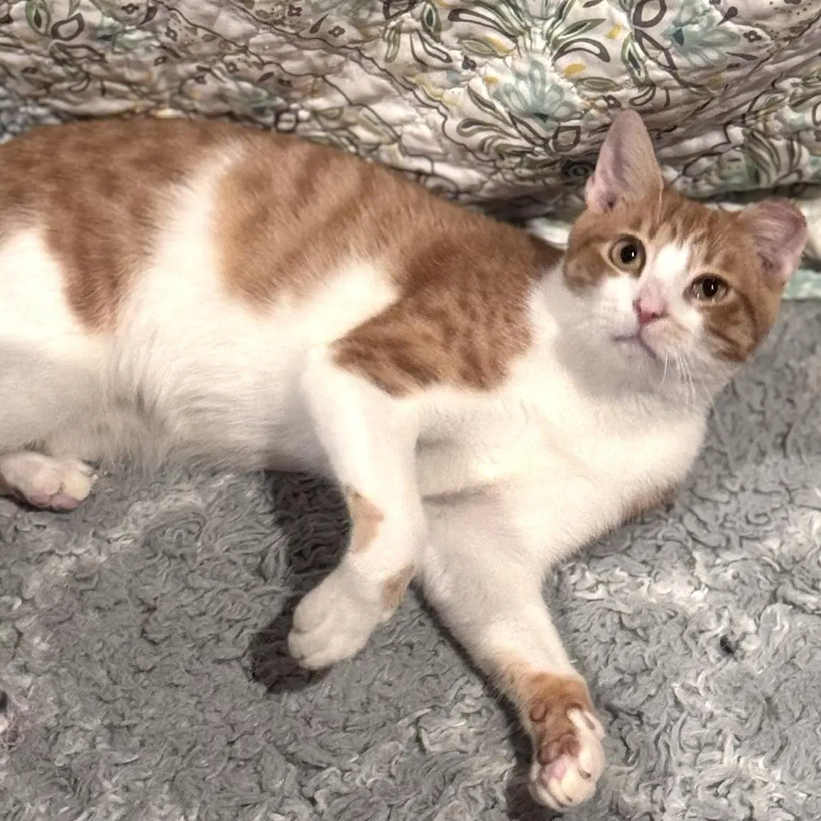 Benny - Domestic Short Hair