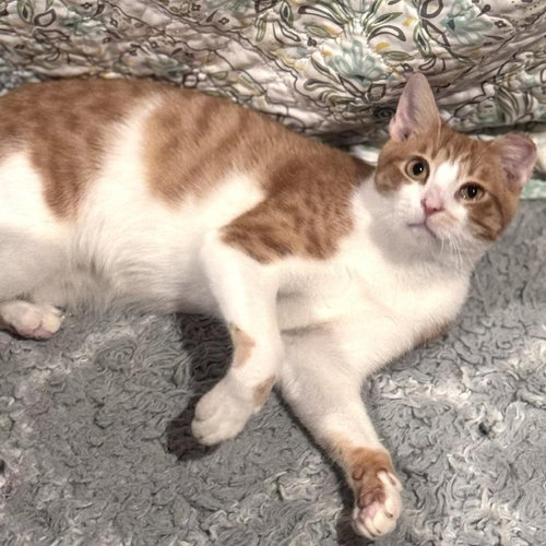 Benny, a cat for adoption from Pawsibilities Are Endless