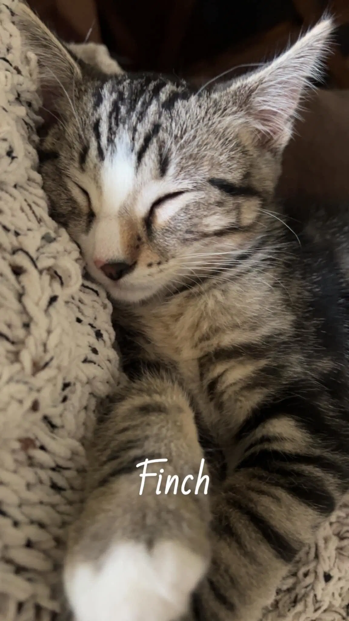 Finch image 2