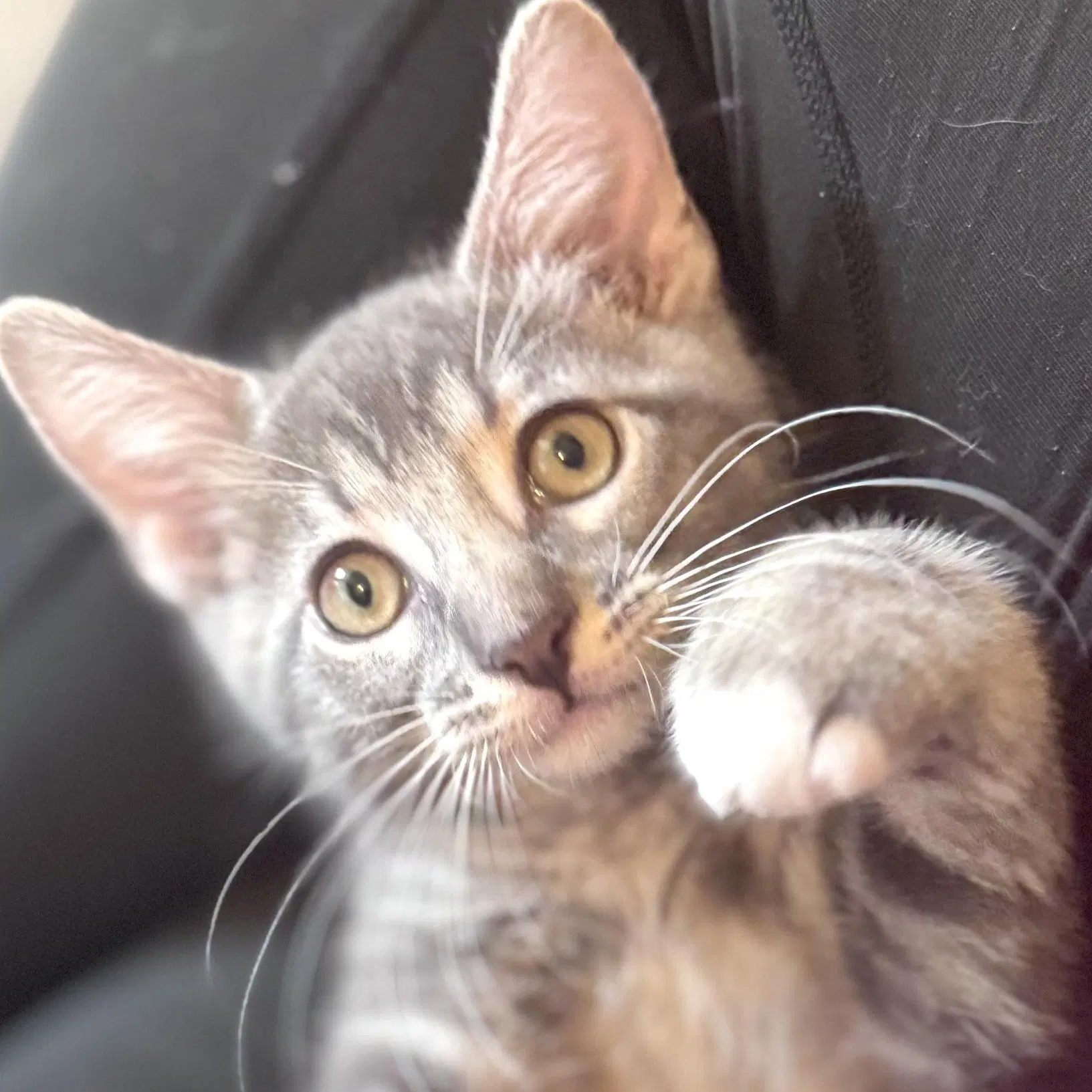 Cosmo - Domestic Medium Hair