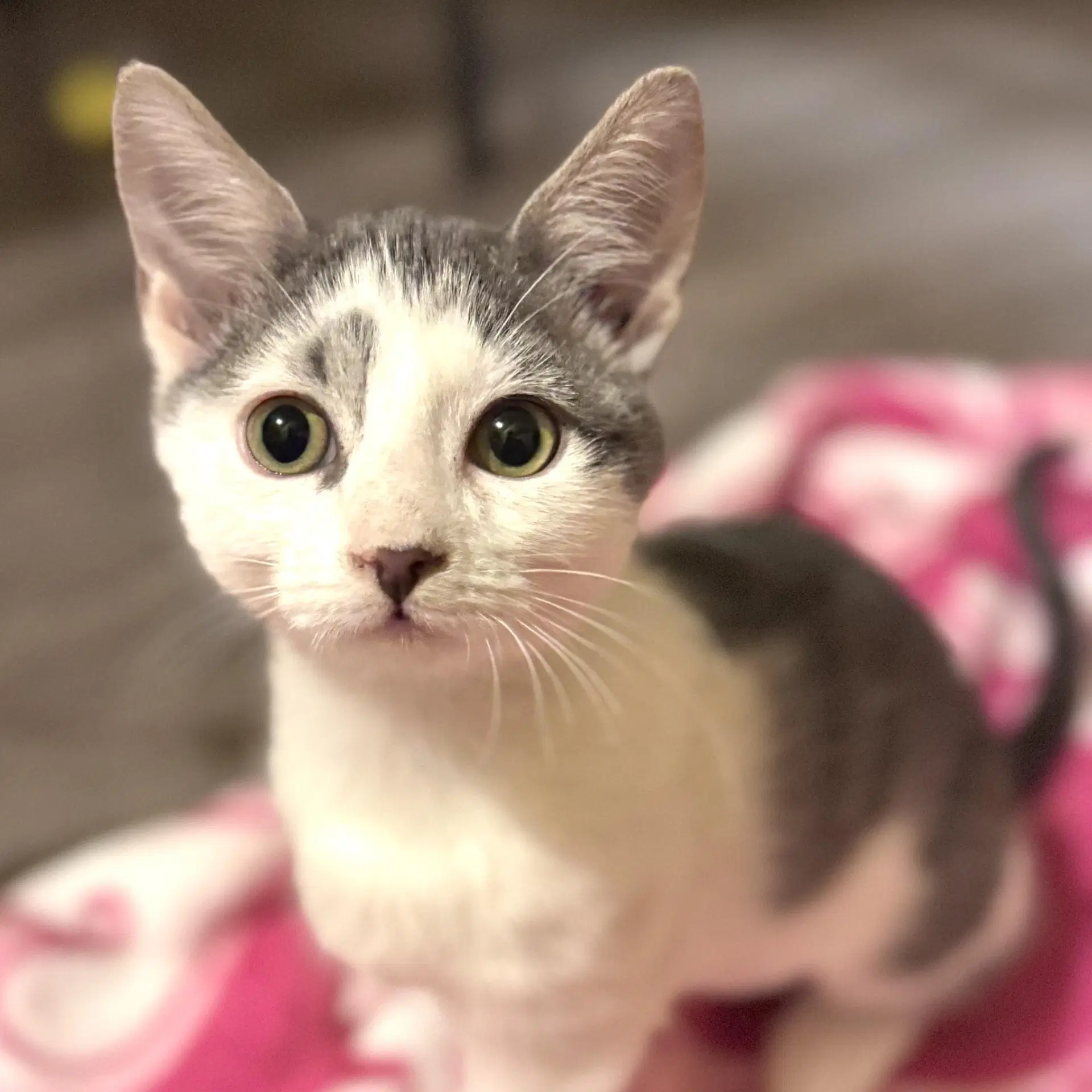 Yara - Domestic Short Hair