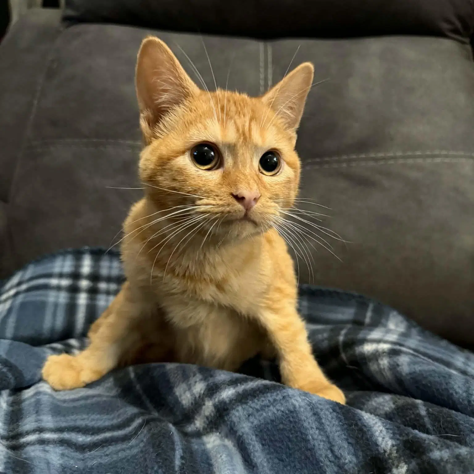 Cheese-It - Domestic Short Hair