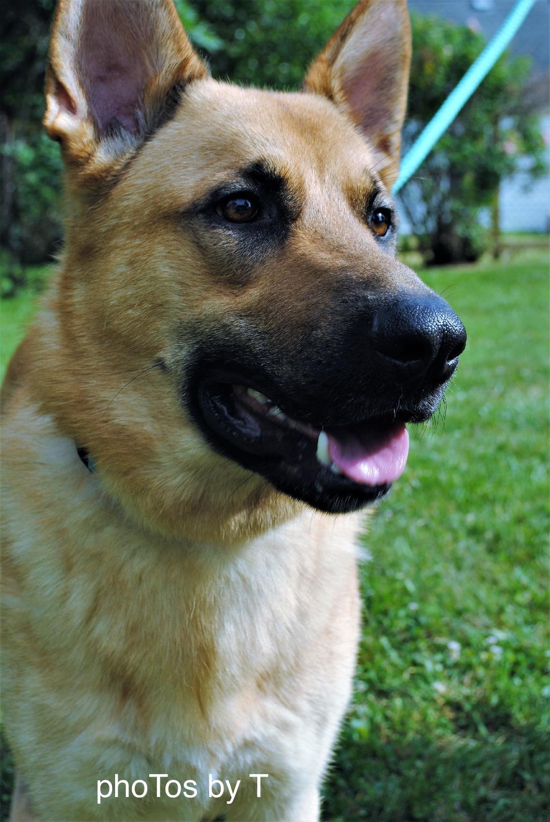 adoptable Dog in Bellevue, NE named Dax