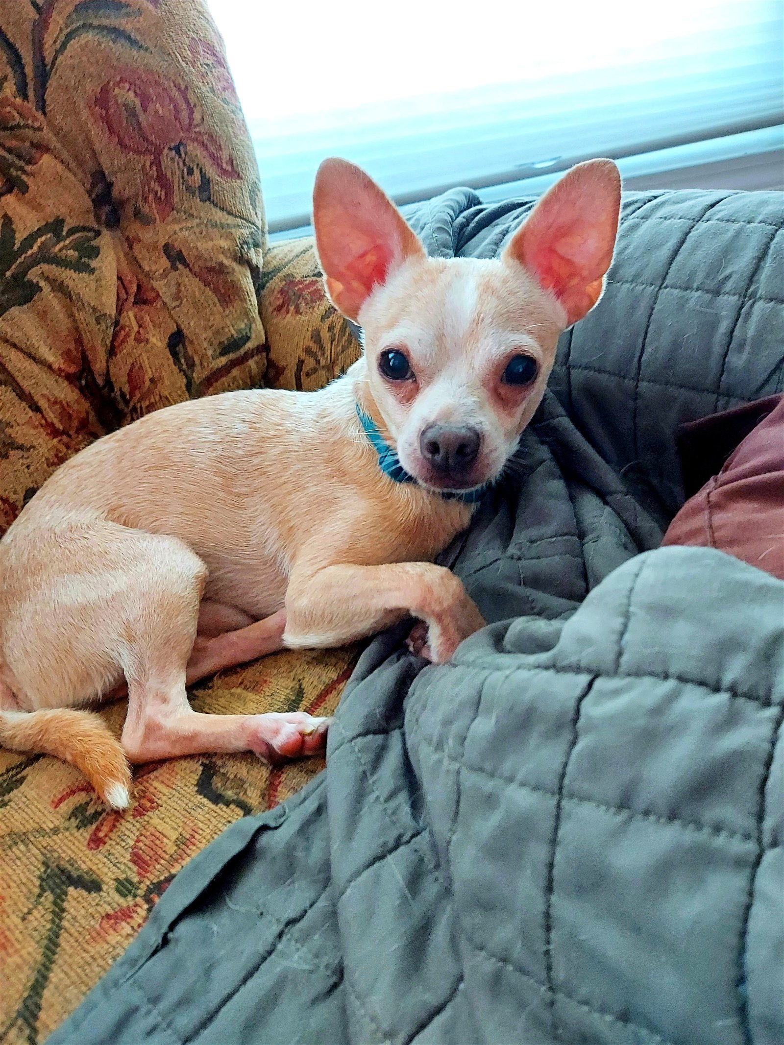adoptable Dog in Bellevue, NE named Walter