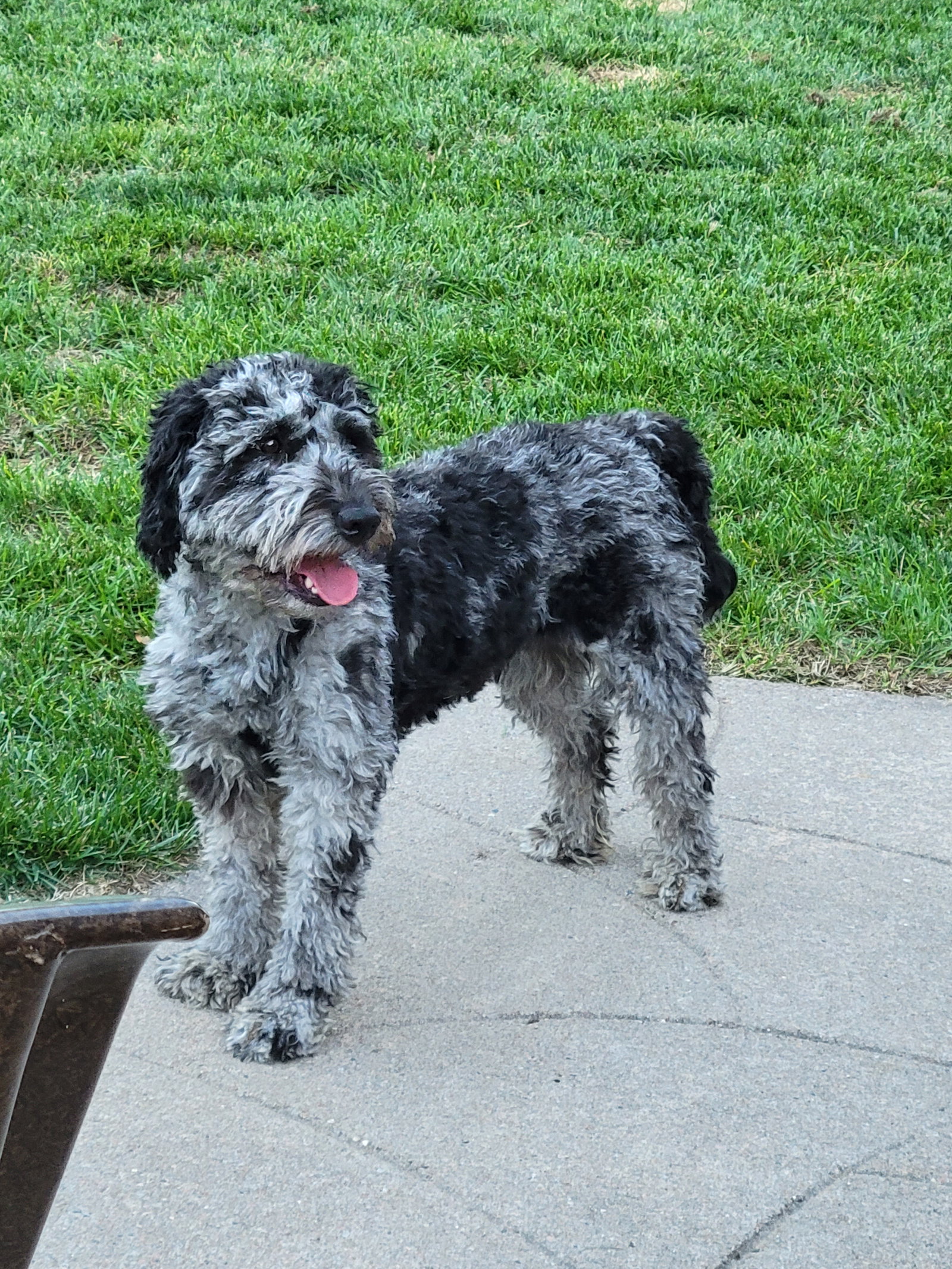 Dog for Adoption Birdie, a Poodle (Miniature) in Omaha, NE Alpha Paw