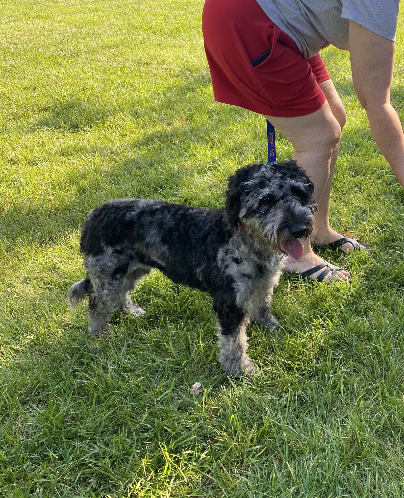 Dog for Adoption Birdie, a Poodle (Miniature) in Omaha, NE Alpha Paw