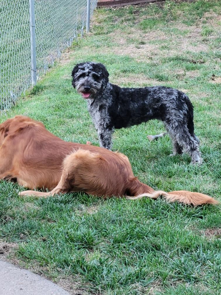 Dog for Adoption Birdie, a Poodle (Miniature) in Omaha, NE Alpha Paw