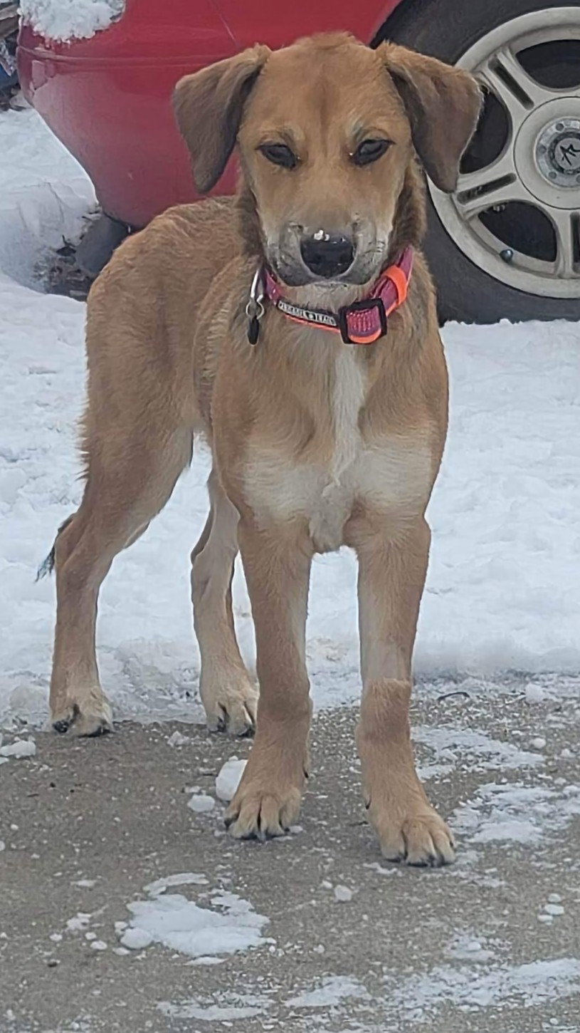 Dog for Adoption Annie, a Rhodesian Ridgeback in Lincoln, NE Alpha Paw