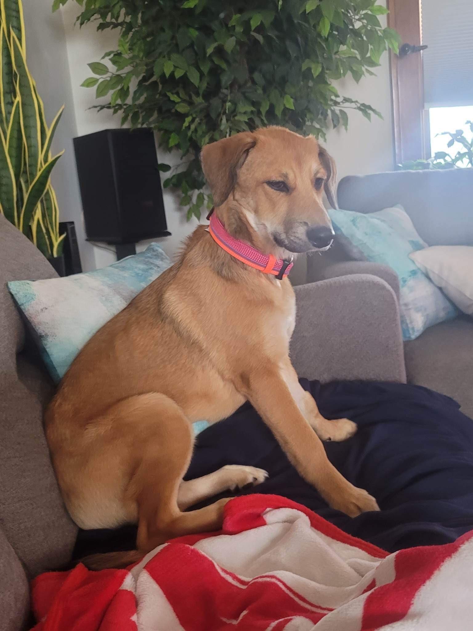 Dog for Adoption Annie, a Rhodesian Ridgeback in Lincoln, NE Alpha Paw