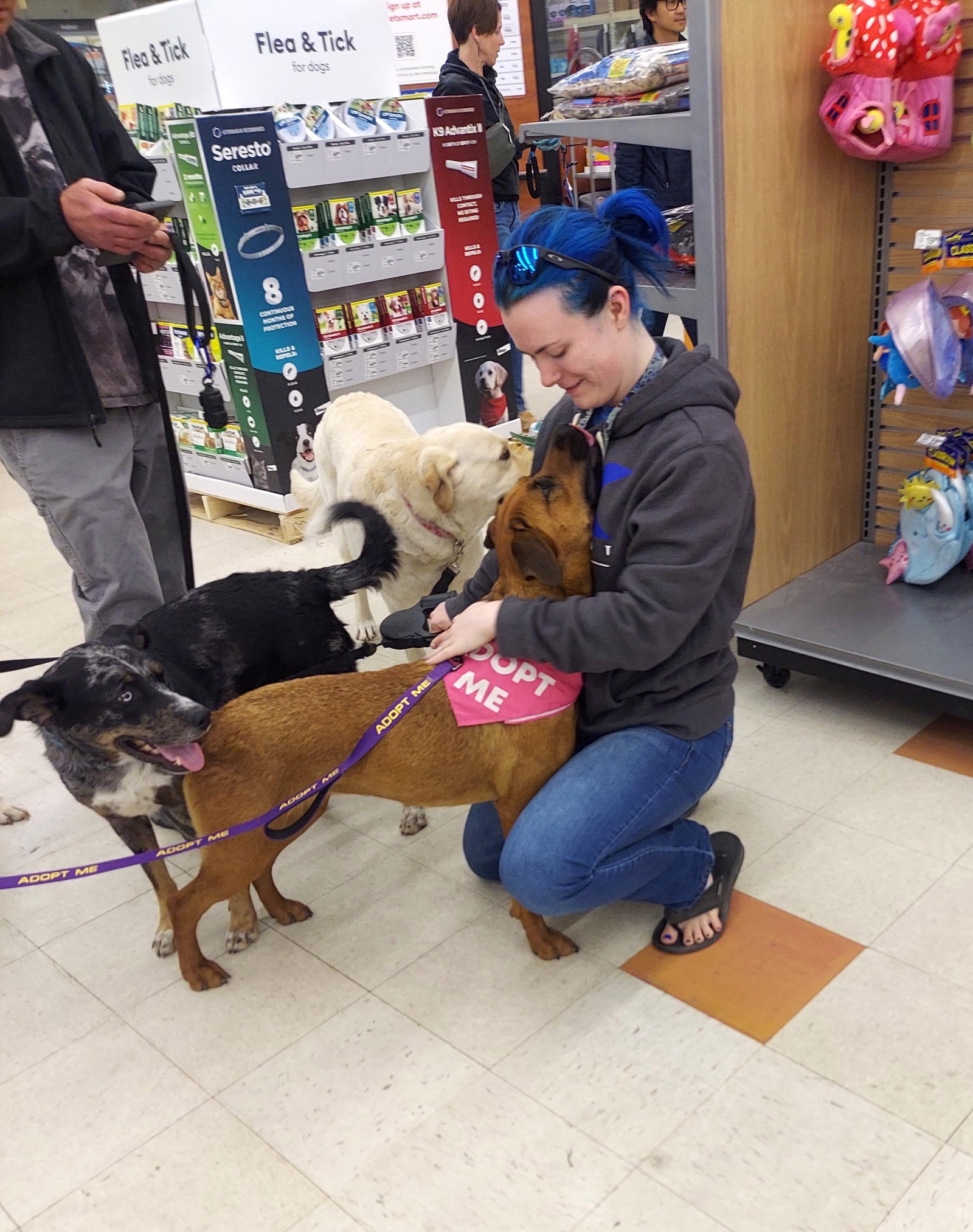 Dog for Adoption Janice, a Rhodesian Ridgeback in Elkhorn, NE Alpha Paw