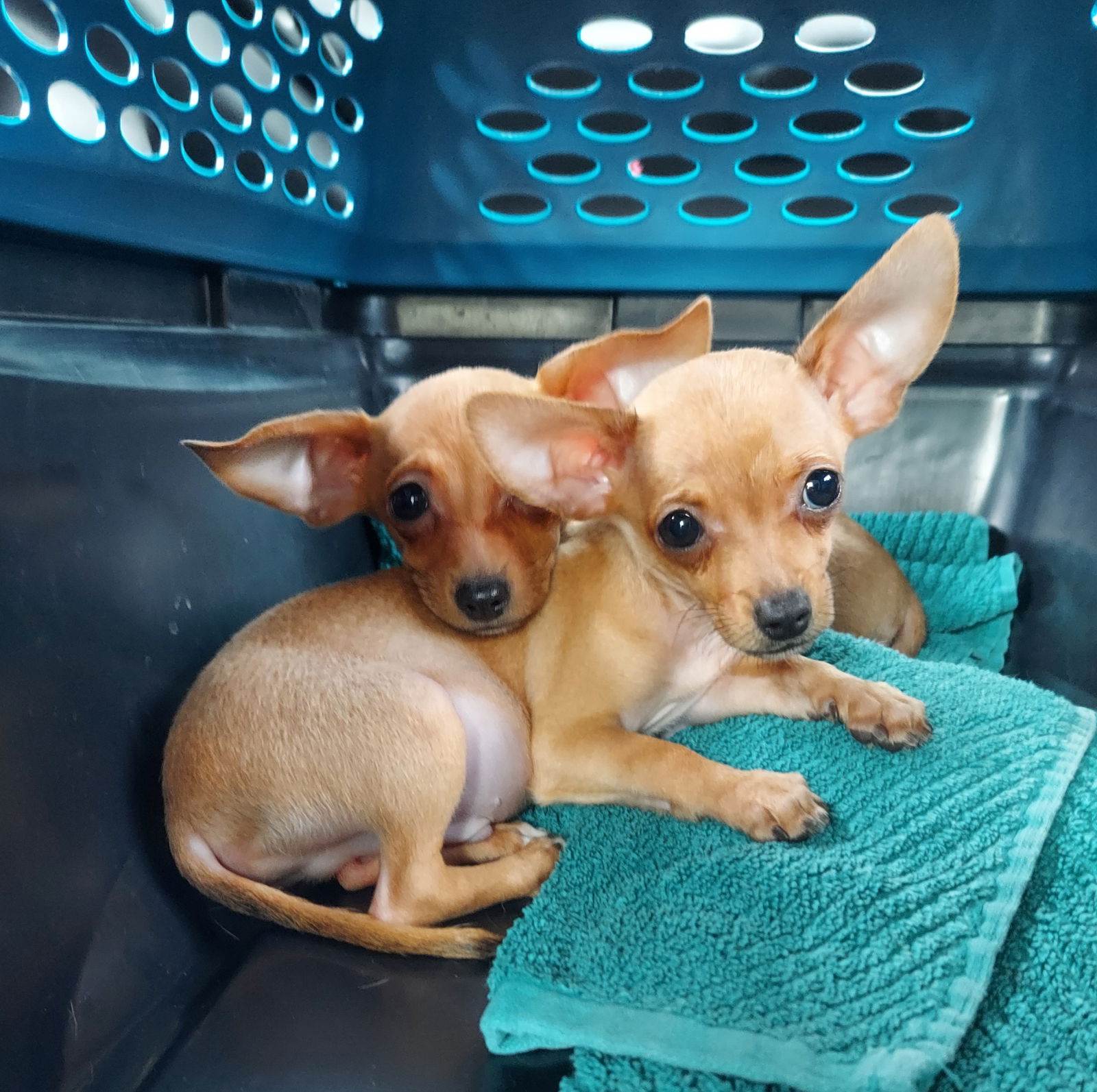 adoptable Dog in Bellevue, NE named Andrew