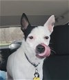 adoptable Dog in  named Jackson