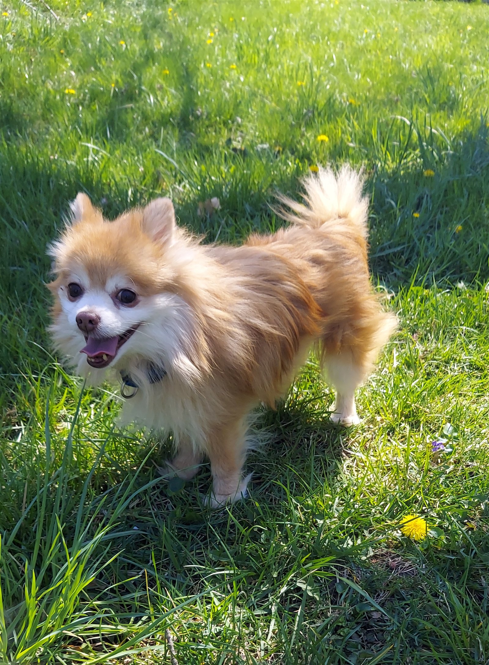 adoptable Dog in Bellevue, NE named Buddy