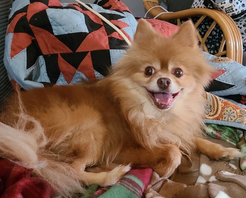 adoptable Dog in Bellevue, NE named Prince