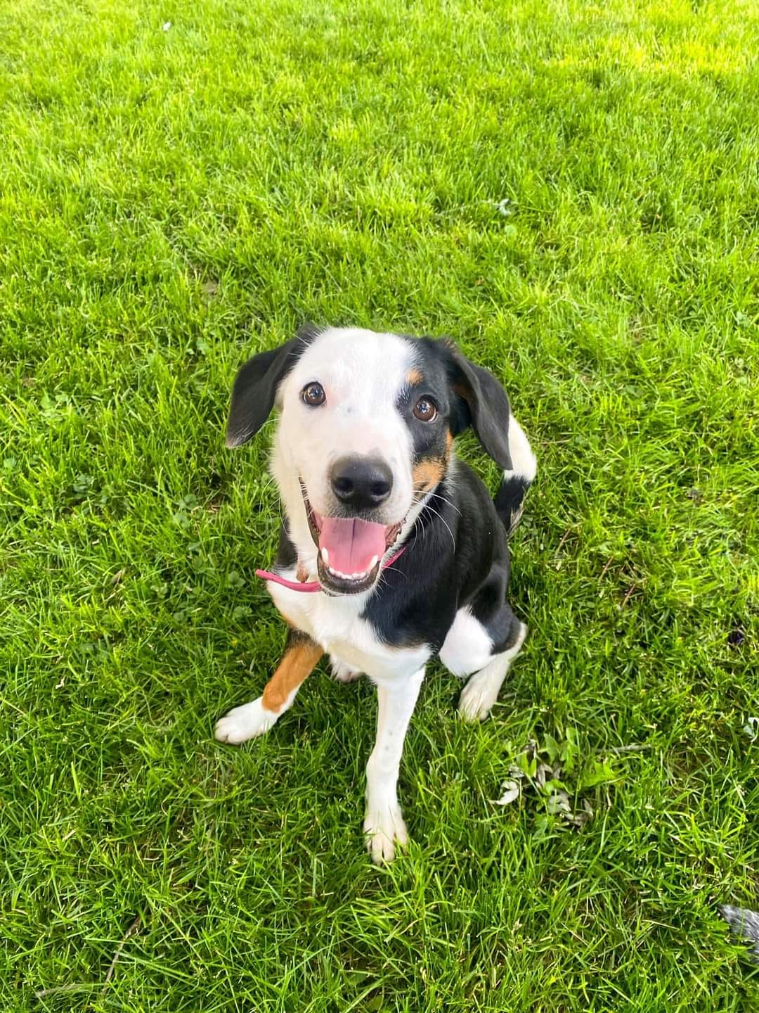 adoptable Dog in Bellevue, NE named Gail