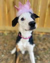adoptable Dog in , NE named Gail