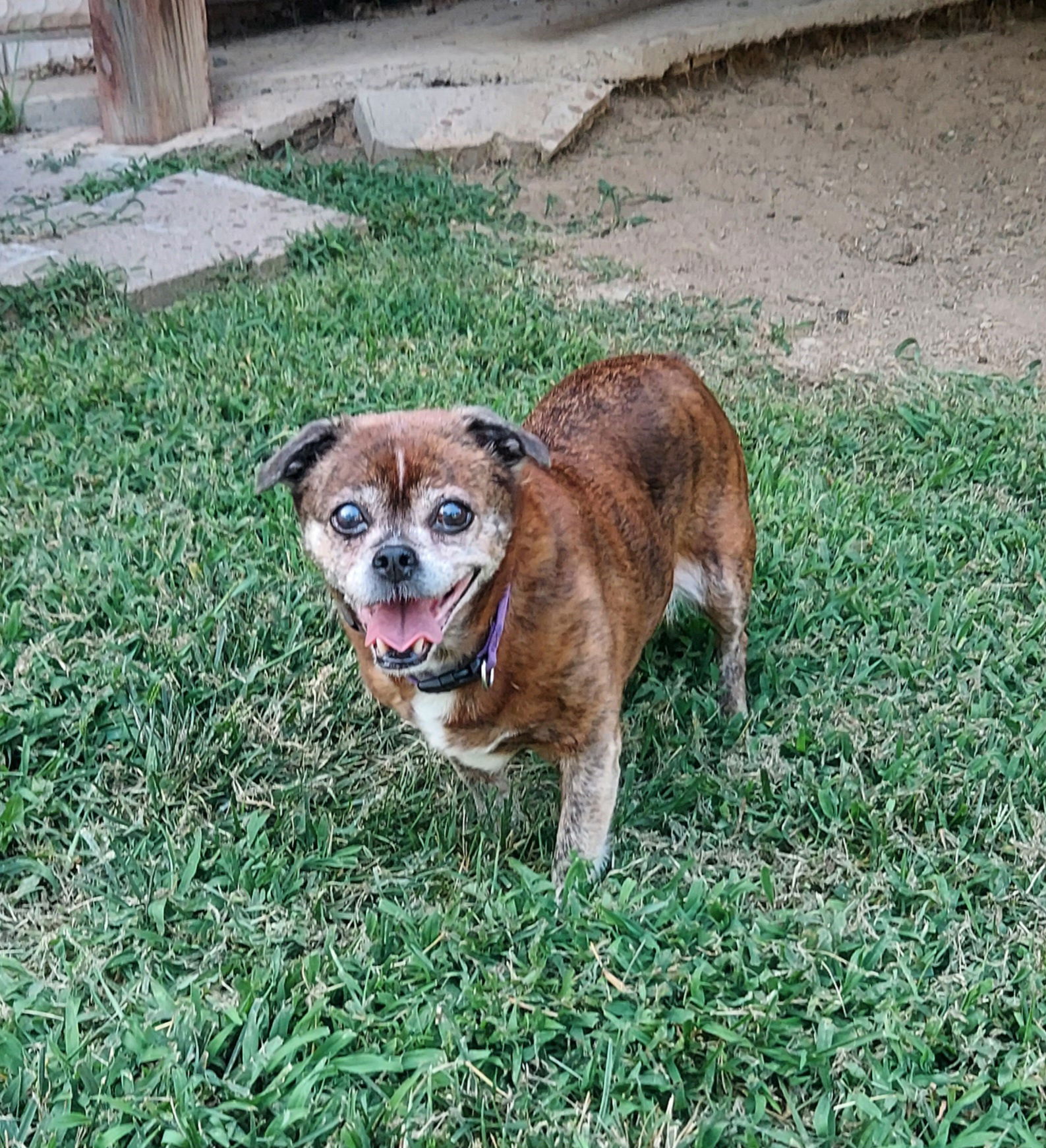 adoptable Dog in Bellevue, NE named Lady