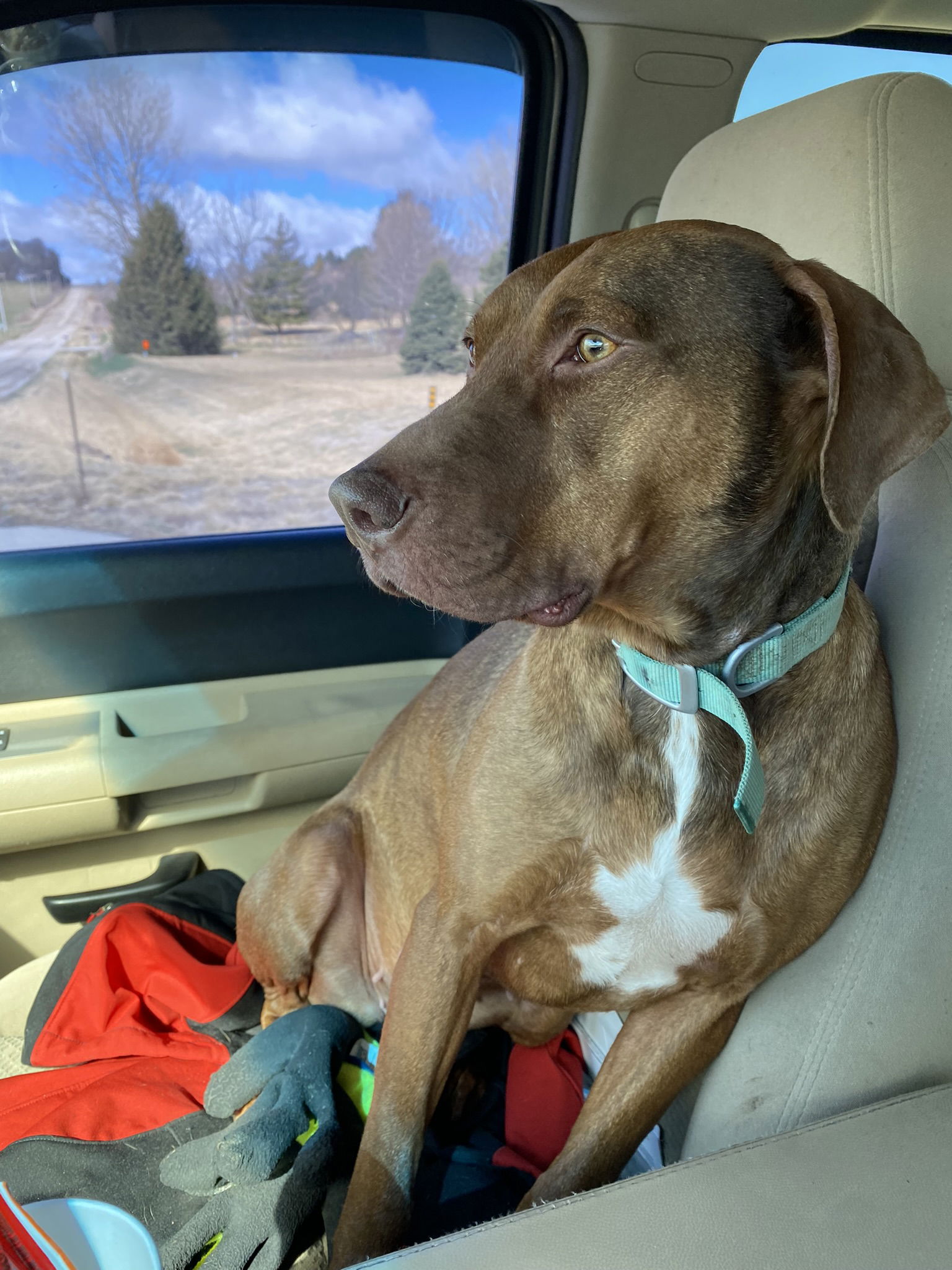 adoptable Dog in Bellevue, NE named Willow