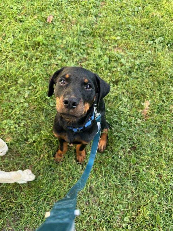 adoptable Dog in Bellevue, NE named Carl