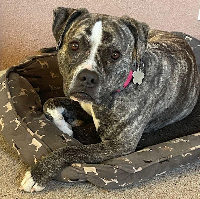 adoptable Dog in Bellevue, NE named Lucy