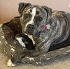 adoptable Dog in  named Lucy