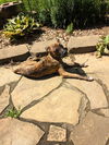 adoptable Dog in  named Galaxy