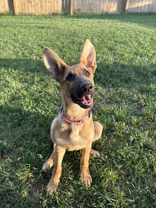 picture of the dog needing adoption
