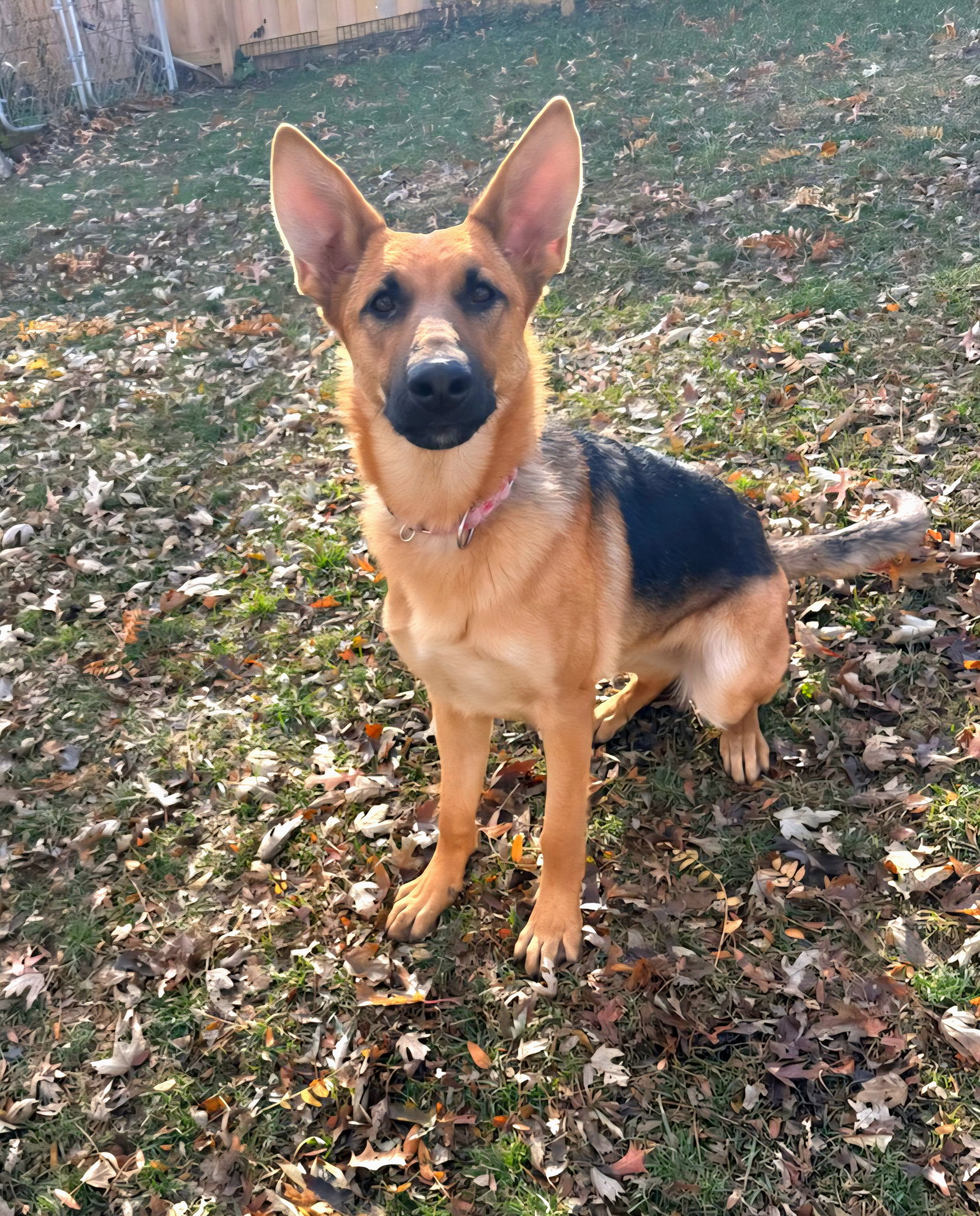 Nora