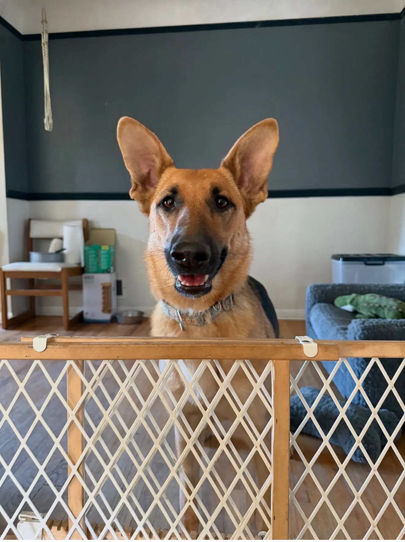 Nora image 2