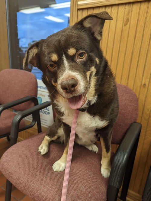 picture of the dog needing adoption