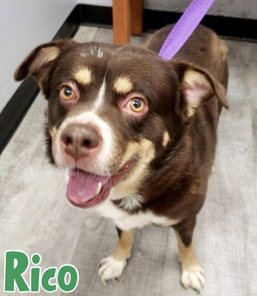 Rico