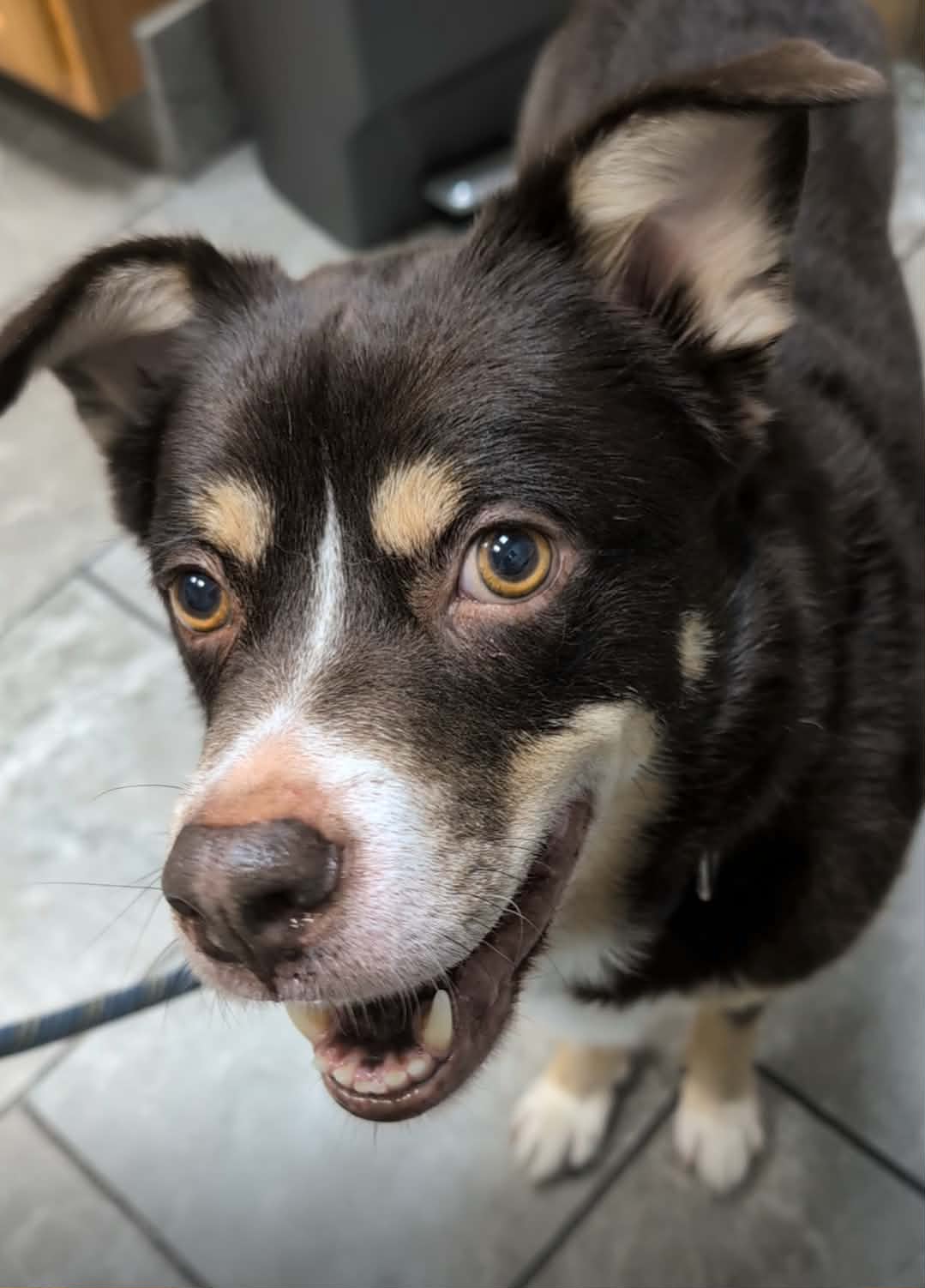 Rico, Australian Shepherd