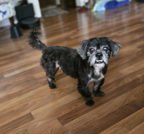 picture of the dog needing adoption