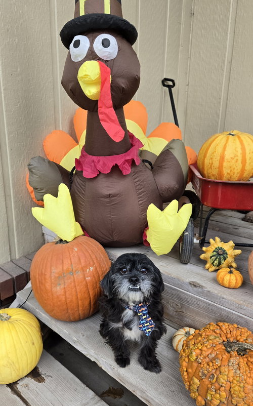 picture of the dog needing adoption