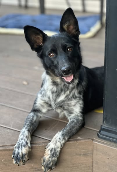 picture of the dog needing adoption