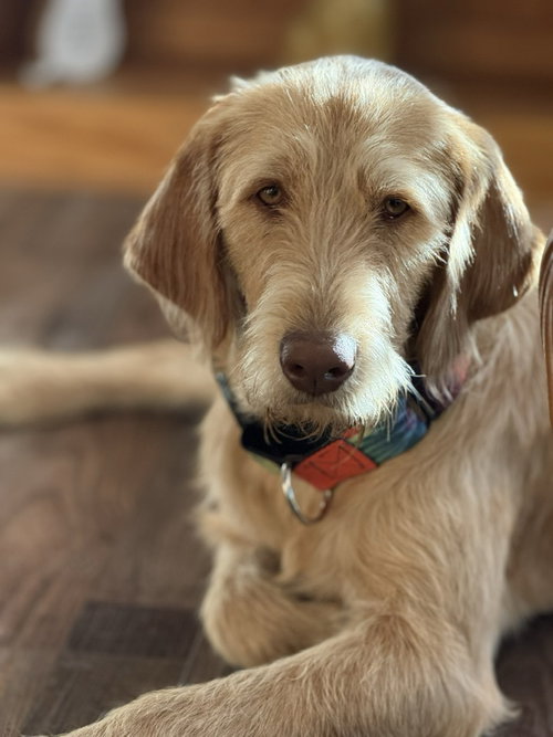 picture of the dog needing adoption