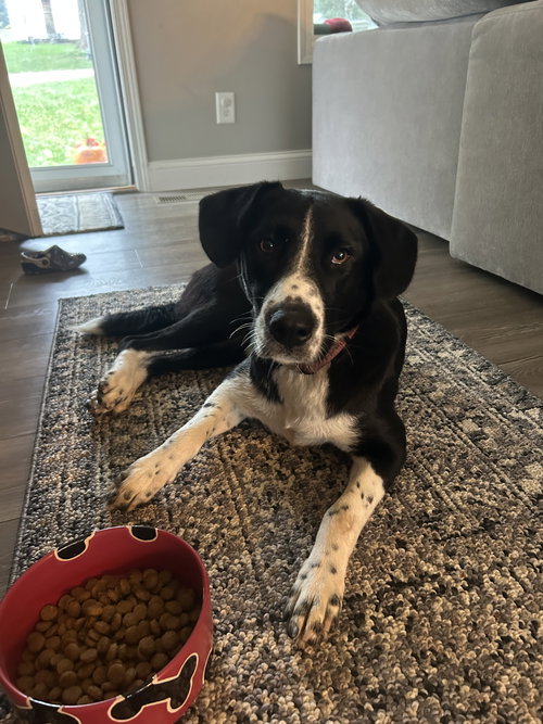 picture of the dog needing adoption