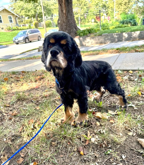 picture of the dog needing adoption