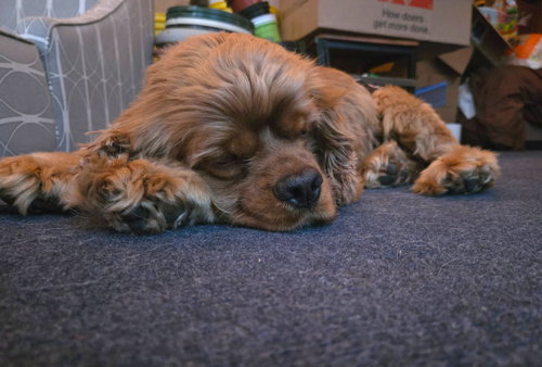 picture of the dog needing adoption