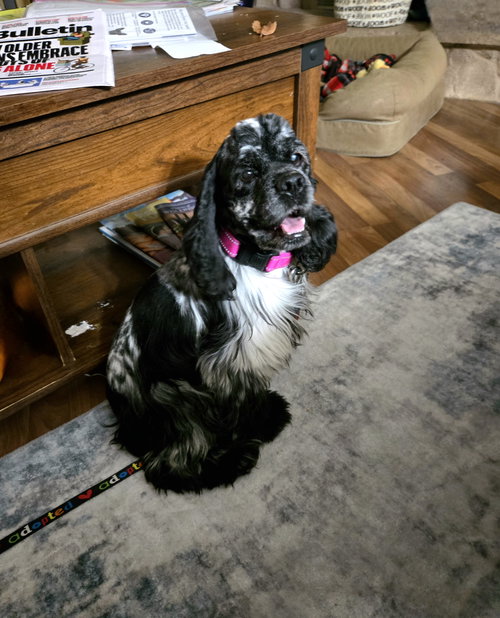 SPARKLE - Cocker Spaniel available for adoption
