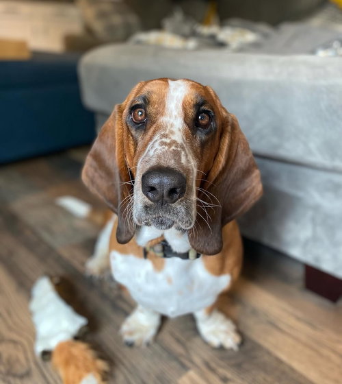 picture of the dog needing adoption