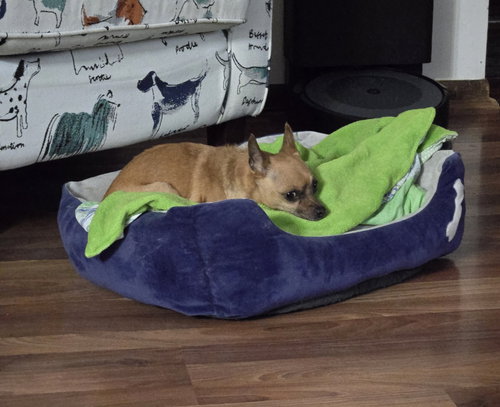 PERSEPHONE - Chihuahua available for adoption