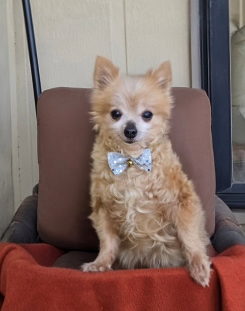 picture of the dog needing adoption